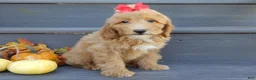 Mini Goldendoodle dogs for sale: Izzy - Ad 3