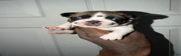 French Bulldog dogs for sale: French Bulldog 1 - Ad 5