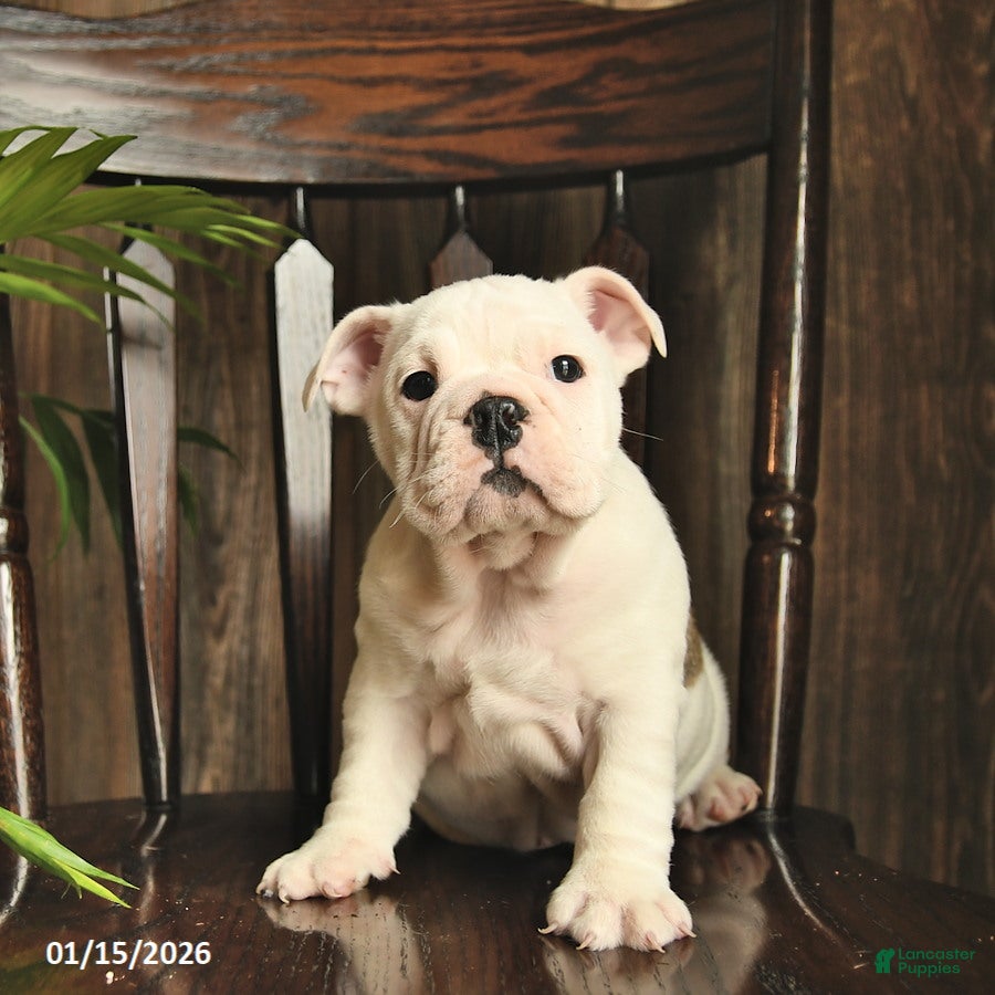 English Bulldog dogs Fern  - Ad 2