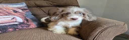 Cockapoo dogs for sale: Boys - Ad 7