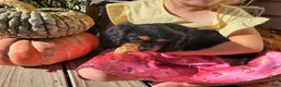 Cavalier King Charles Spaniel dogs for sale: Gracie - Ad 3