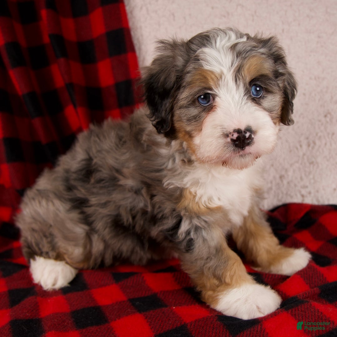Mini Bernedoodle dogs for sale: Mercy Girl *Potty Training* - Ad 1