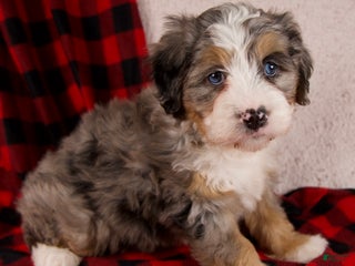 Mini Bernedoodle dogs Mercy Girl - Ad 4