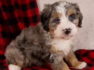 Mini Bernedoodle dogs Mercy Girl *Potty Training* - Ad 6