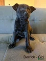 Mixed Breed Puppy 4