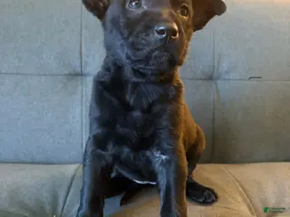 Mixed Breed dogs Mixed Breed Puppy 4 - Ad 40