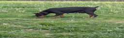 Doberman Pinscher dogs for sale: Doberman Pinscher Puppy 1 - Ad 2