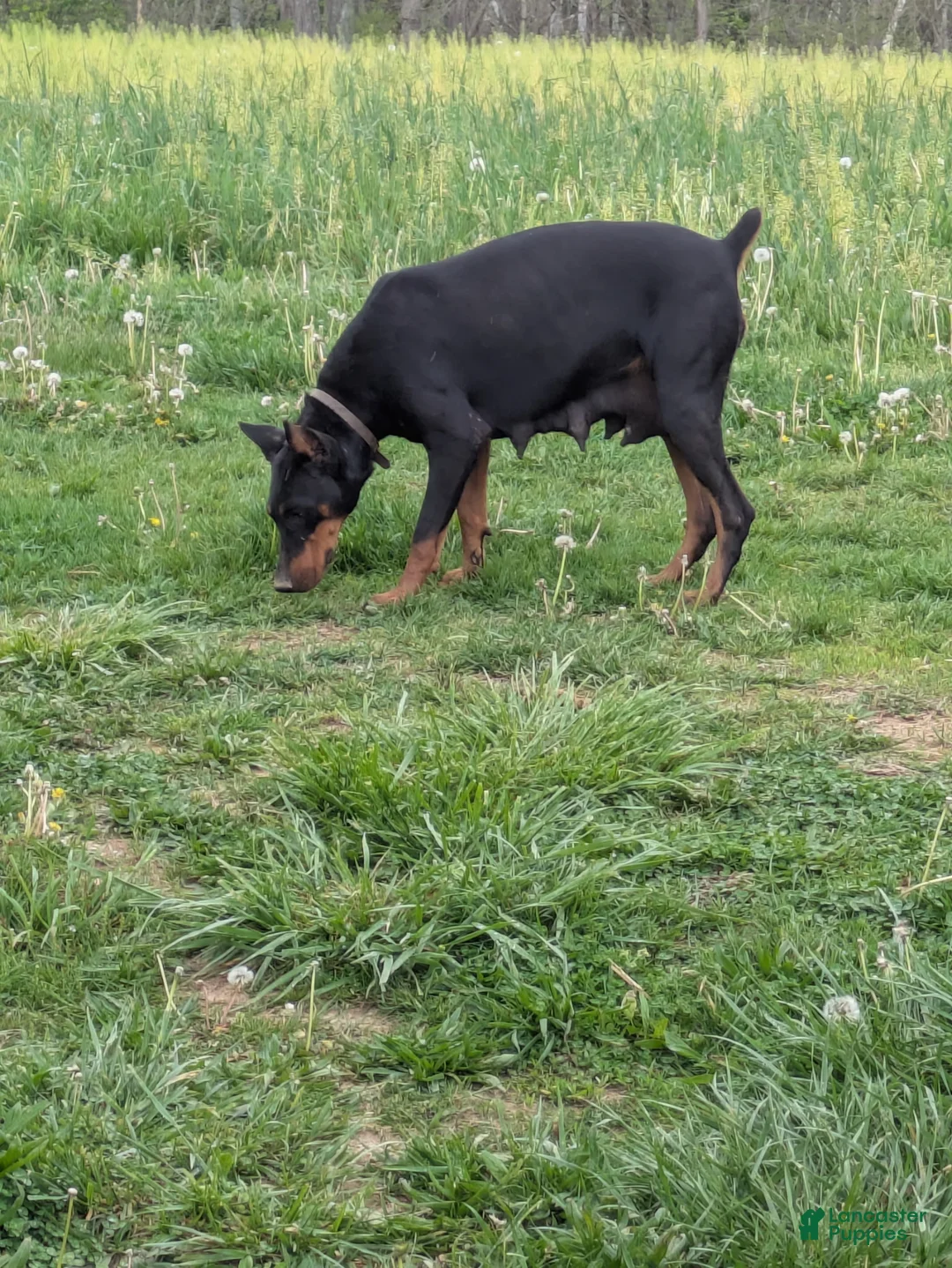 Doberman Pinscher dogs for sale: Doberman Pinscher Puppy 1 - Ad 2