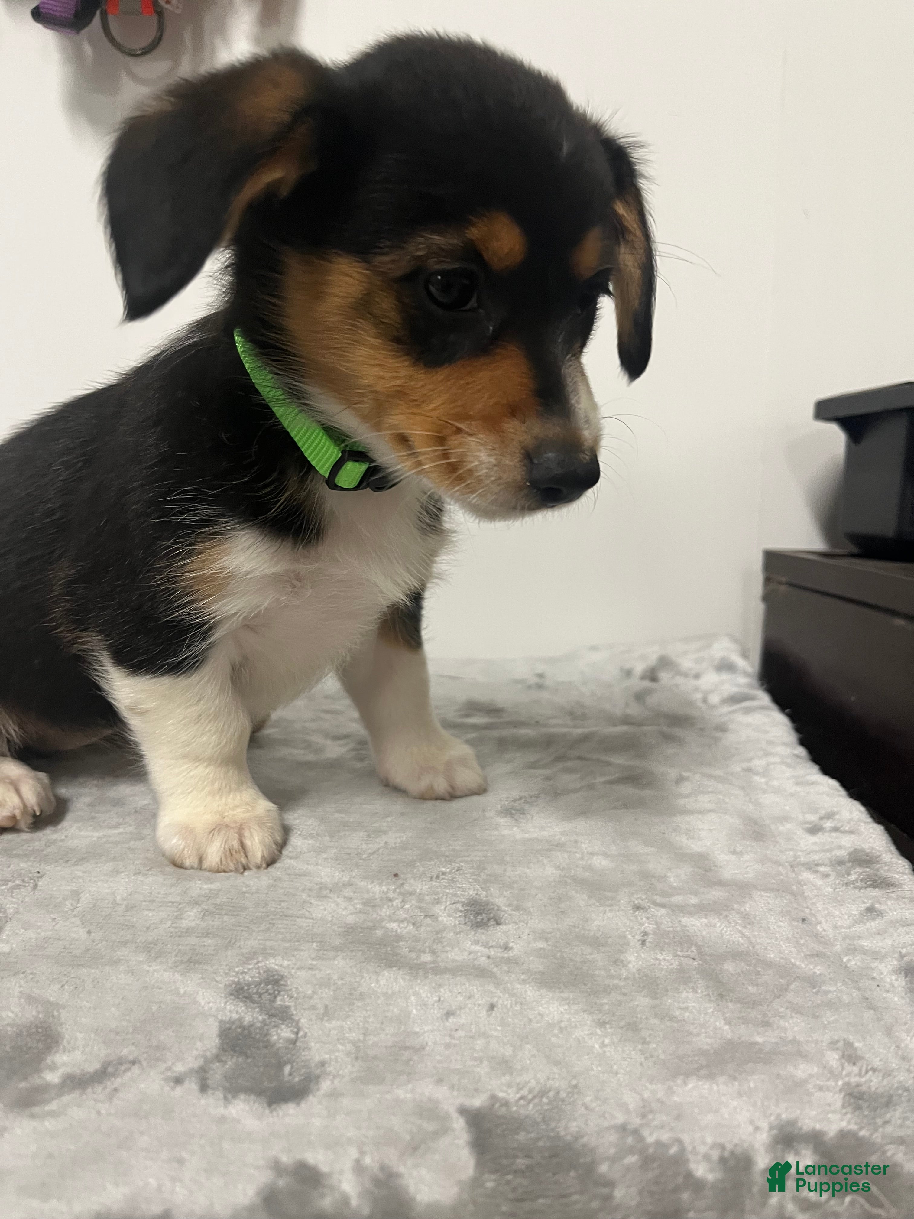 Mixed Breed dogs August  - Ad 1