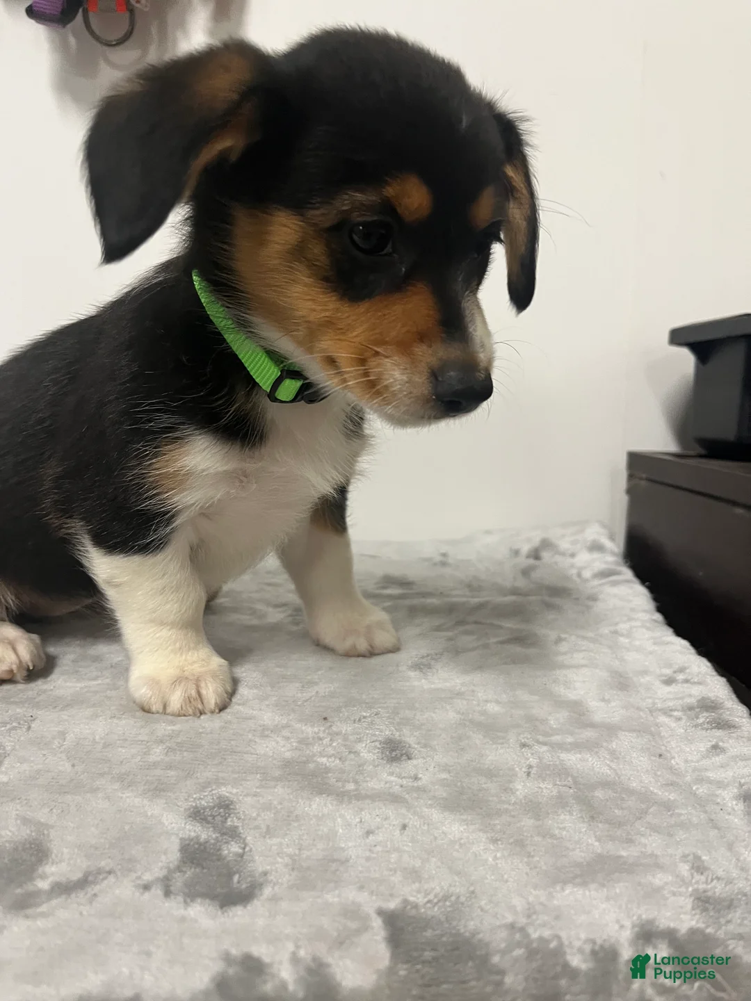 Mixed Breed dogs for sale: August  - Ad 1