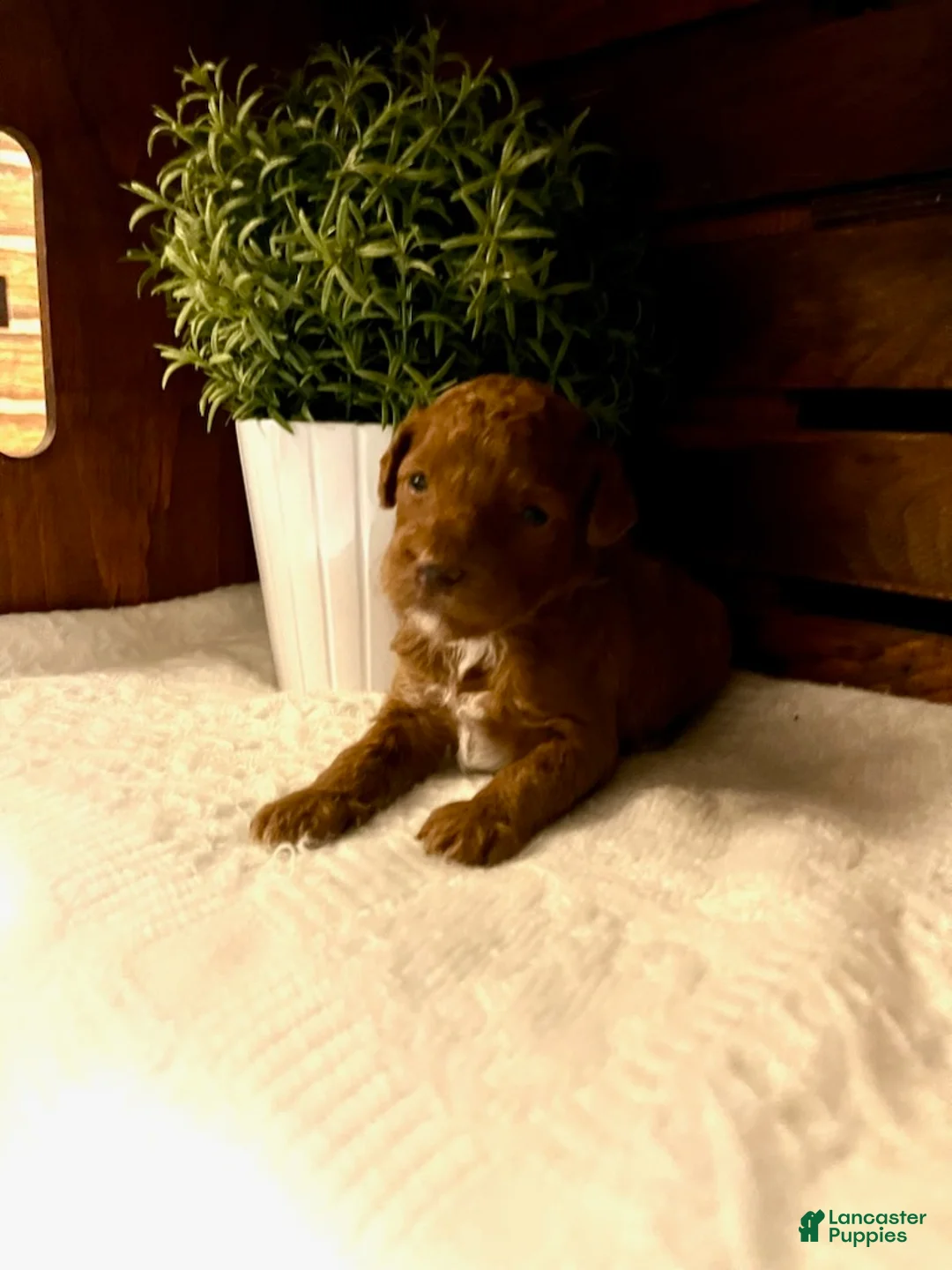 Miniature Poodle dogs for sale: Espresso - Ad 2