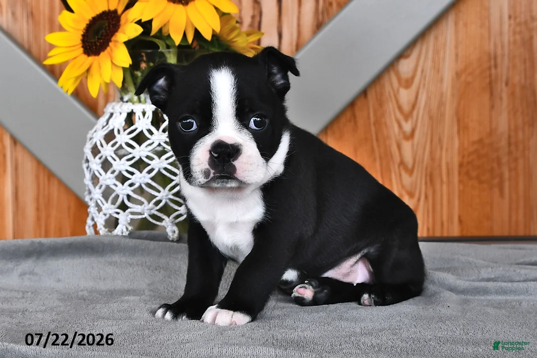 Boston Terrier dogs for sale: Twilight - Ad 2
