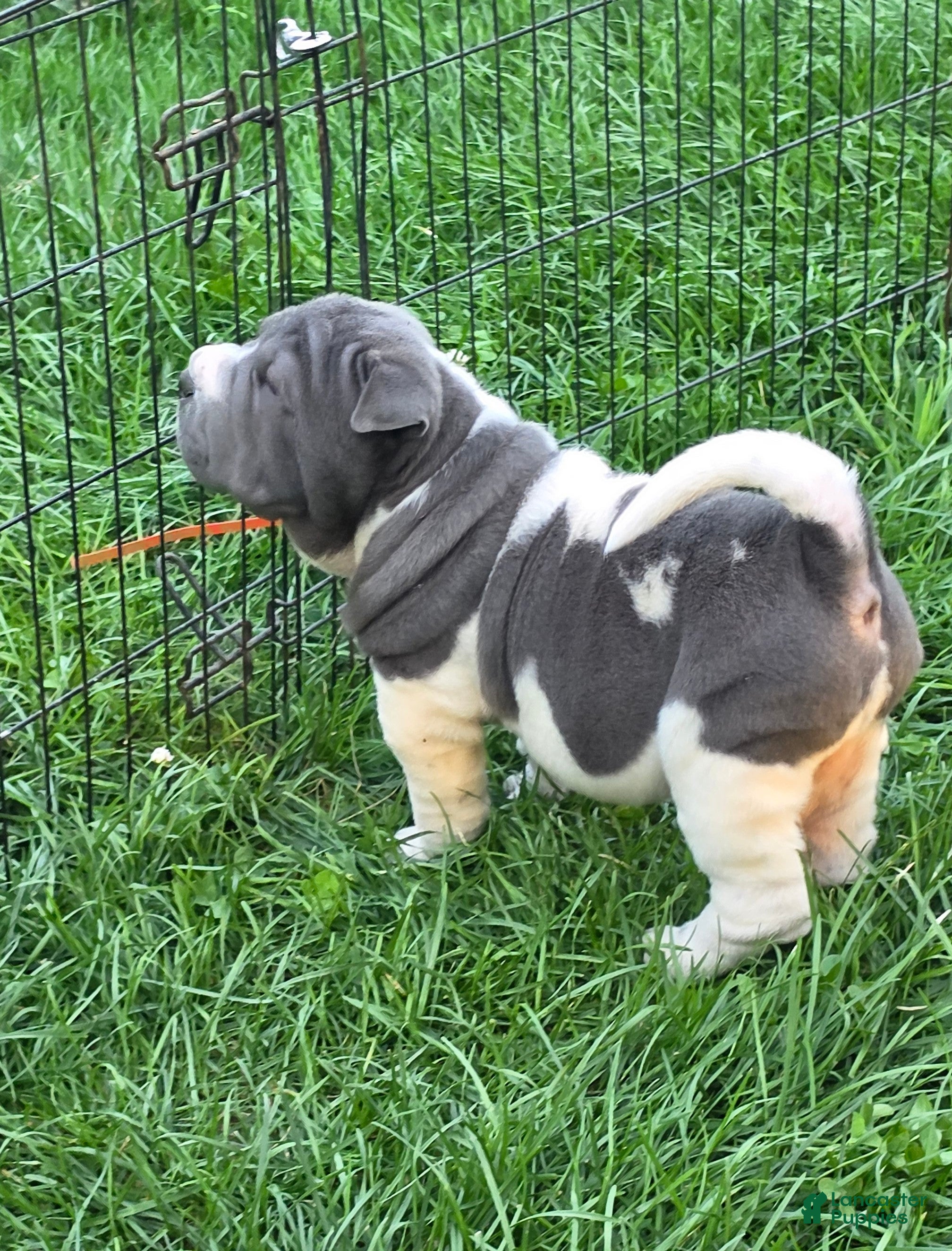 Shar Pei dogs Travis Blue flower brush coat mini - Ad 1