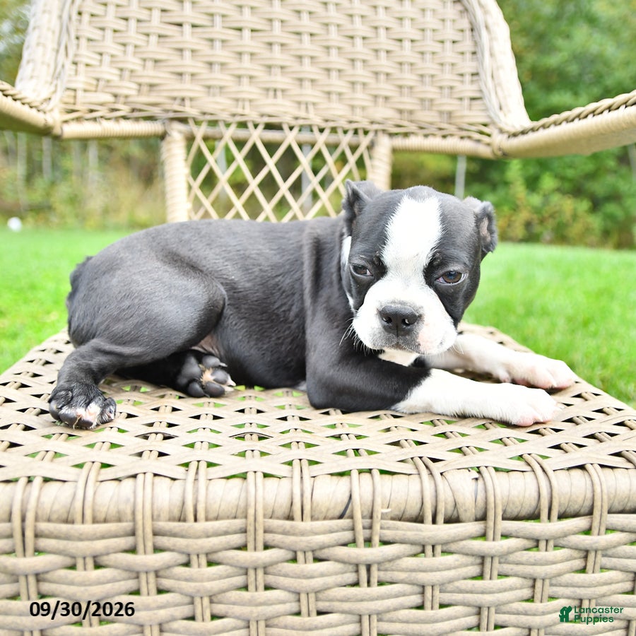 Boston Terrier dogs for sale: Bruno - Ad 2