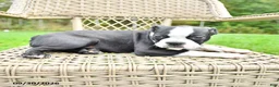 Boston Terrier dogs for sale: Bruno - Ad 2