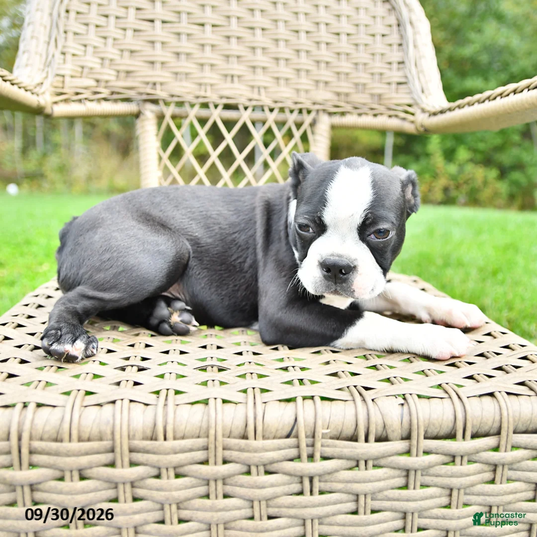 Boston Terrier dogs for sale: Bruno - Ad 2