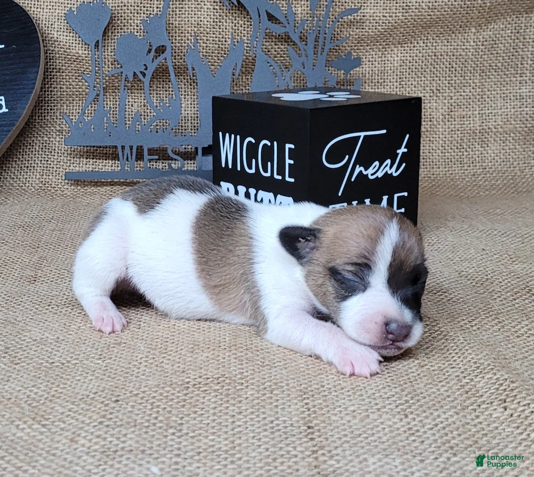 Jack Russell Terrier dogs for sale: Rebel DELIVERY AVAILABLE  - Ad 1