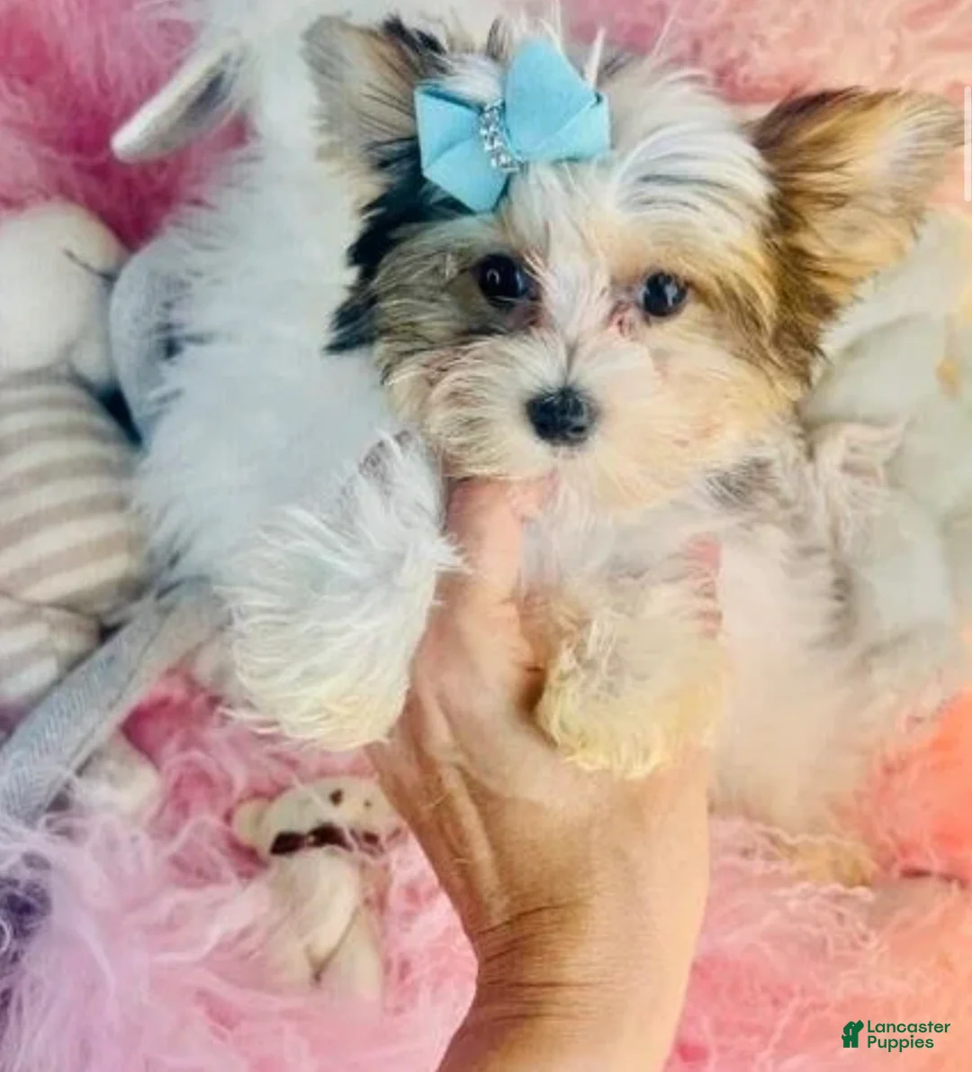 Biewer Terrier dogs for sale: Biewer Terrier 1 - Ad 1