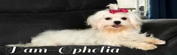Maltese dogs for sale: Olaf - Ad 16