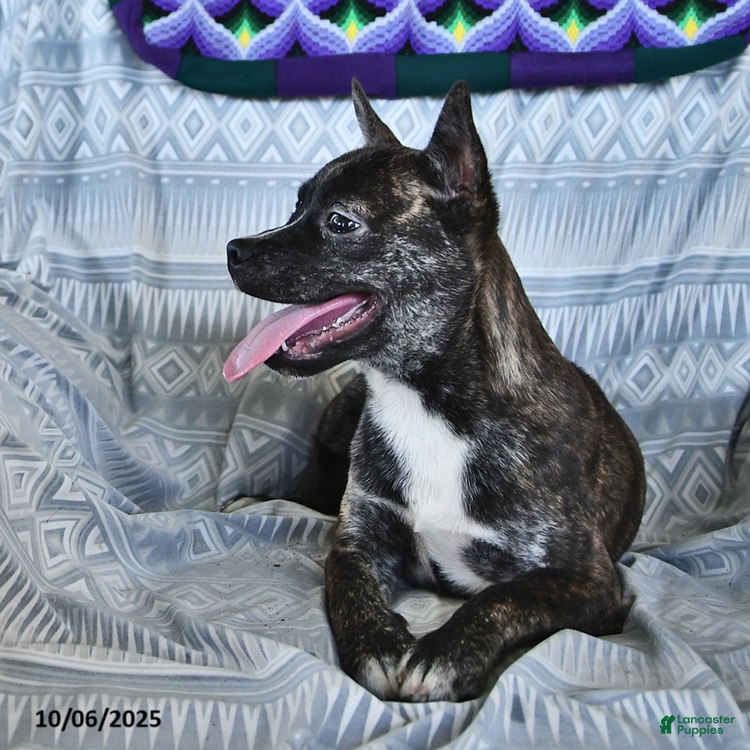 Other breed dogs for sale: Buck - Ad 4