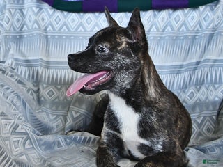 Other breed dogs - Ad 12