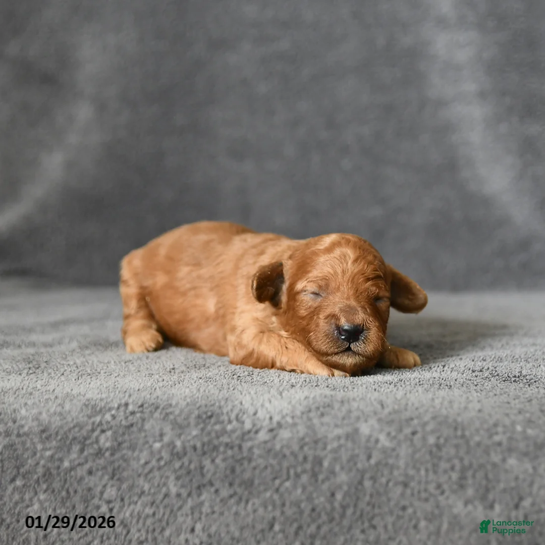 Toy Poodle dogs for sale: Joey - Ad 3