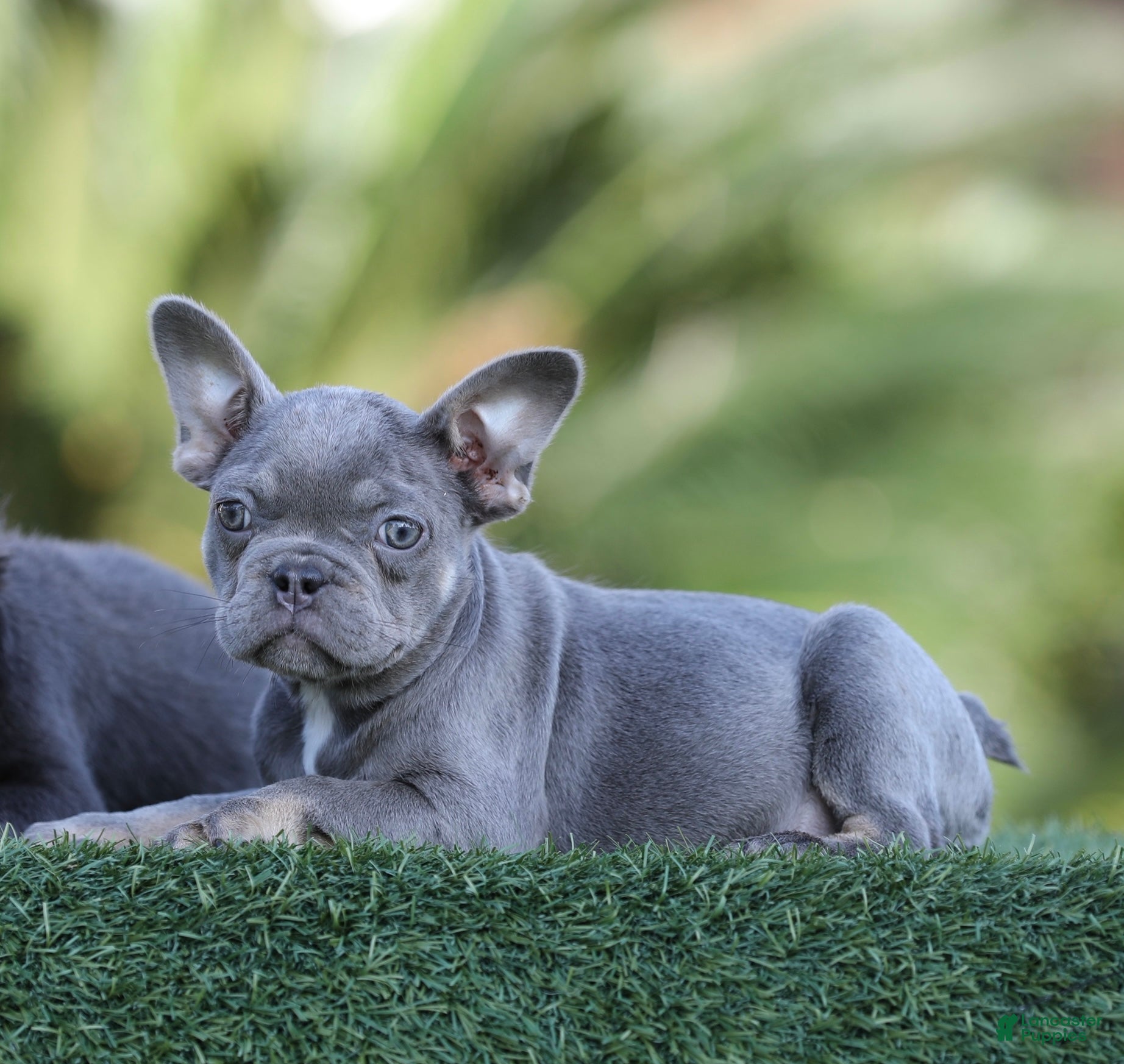 French Bulldog dogs French Bulldog Puppy 3 - Ad 13