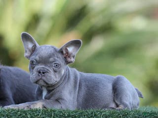 French Bulldog dogs French Bulldog Puppy 3 - Ad 13