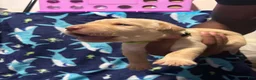 Labrador Retriever dogs for sale: Theodore (lime)  - Ad 6