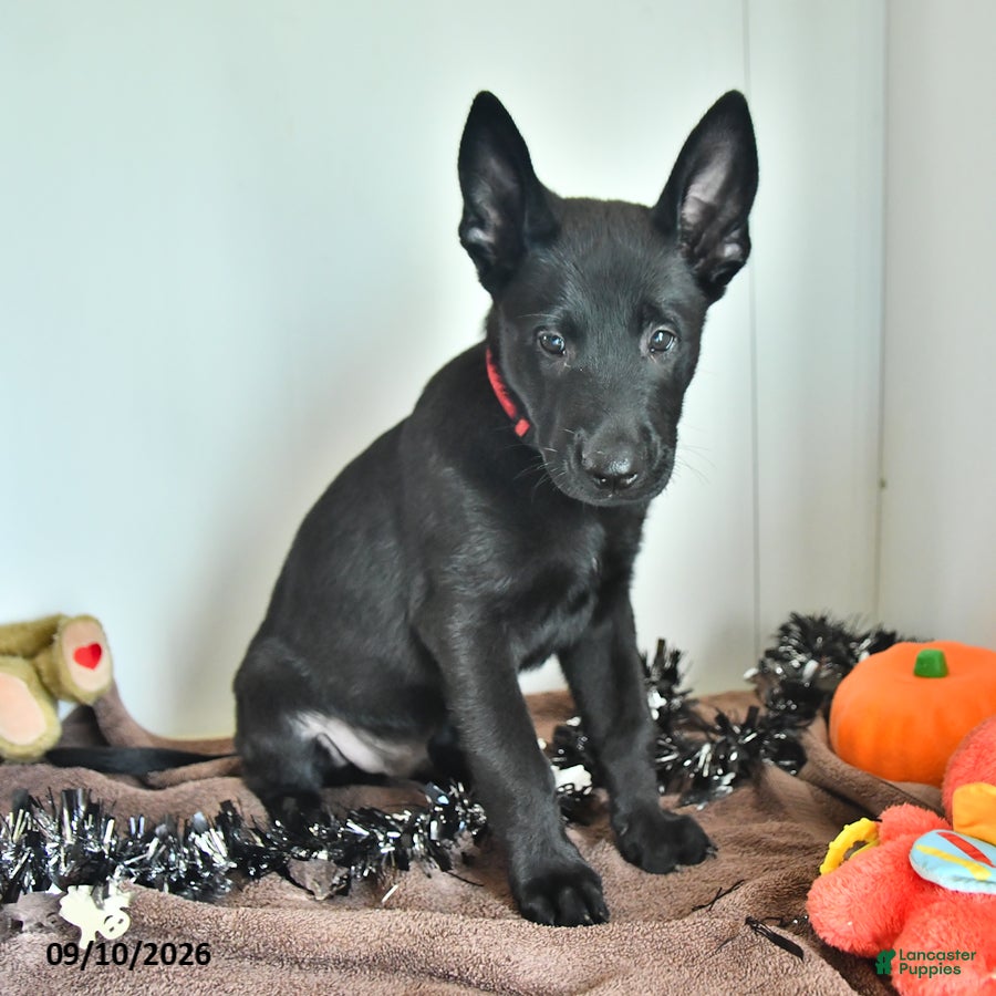 Belgian Malinois dogs Lupin - Ad 2
