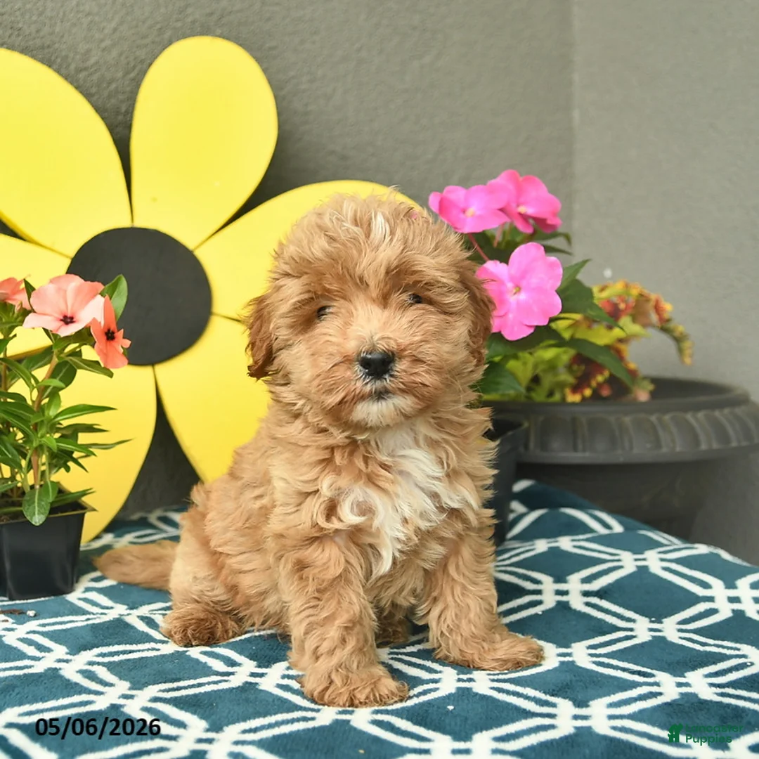Mini Goldendoodle dogs for sale: Sunny  - Ad 1