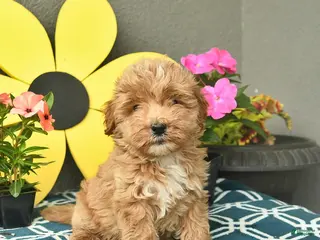 Mini Goldendoodle dogs for sale: Sunny - Ad 2