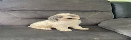 Cockapoo dogs for sale: Cockapoo 2 - Ad 6