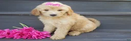 Mini Goldendoodle dogs for sale: Penny (medium) - Ad 4