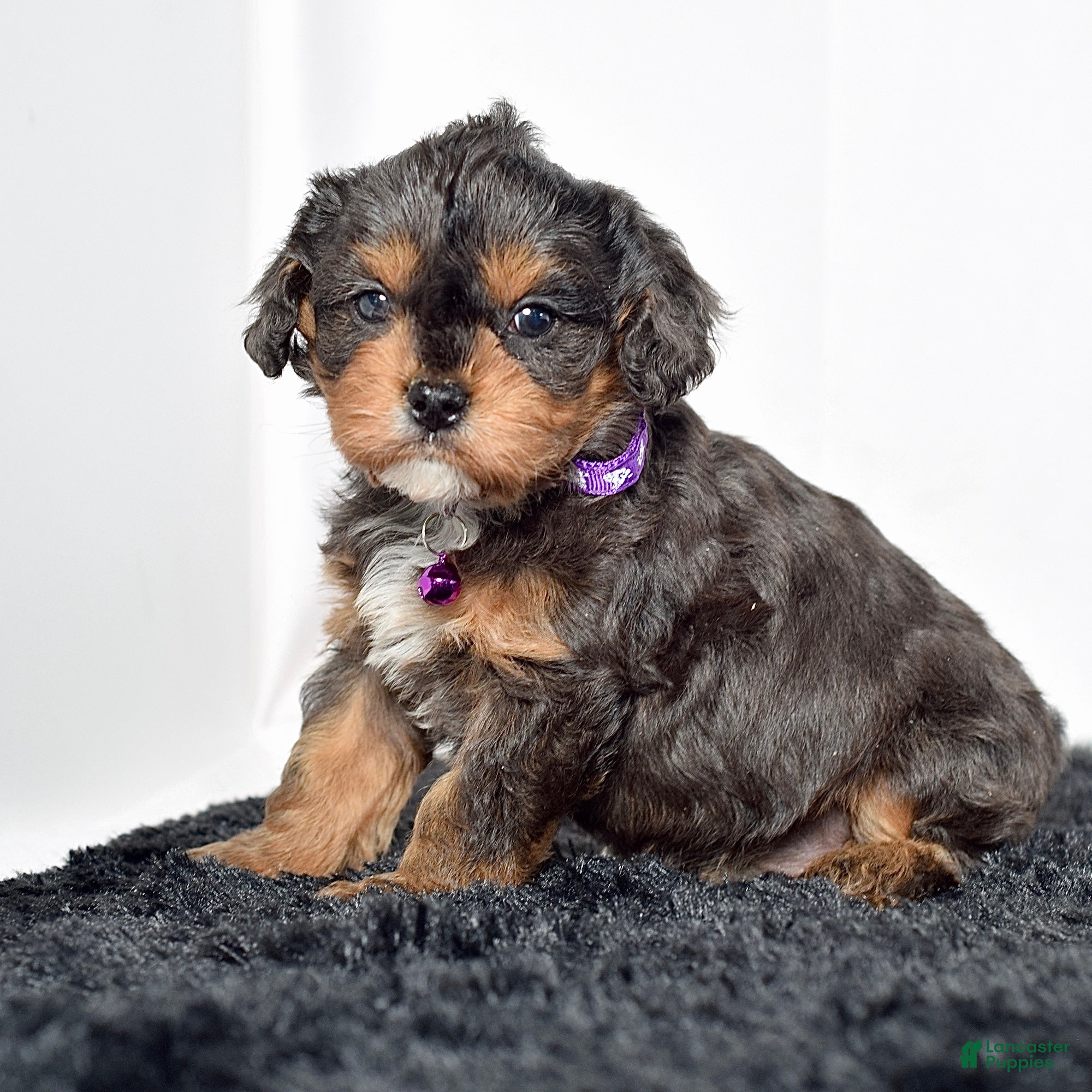 Cavapoo dogs Mr. Dasher - Ad 1