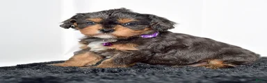 Mr. Dasher