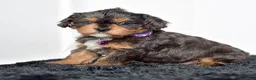 Cavapoo dogs for sale: Mr. Dasher - Ad 1