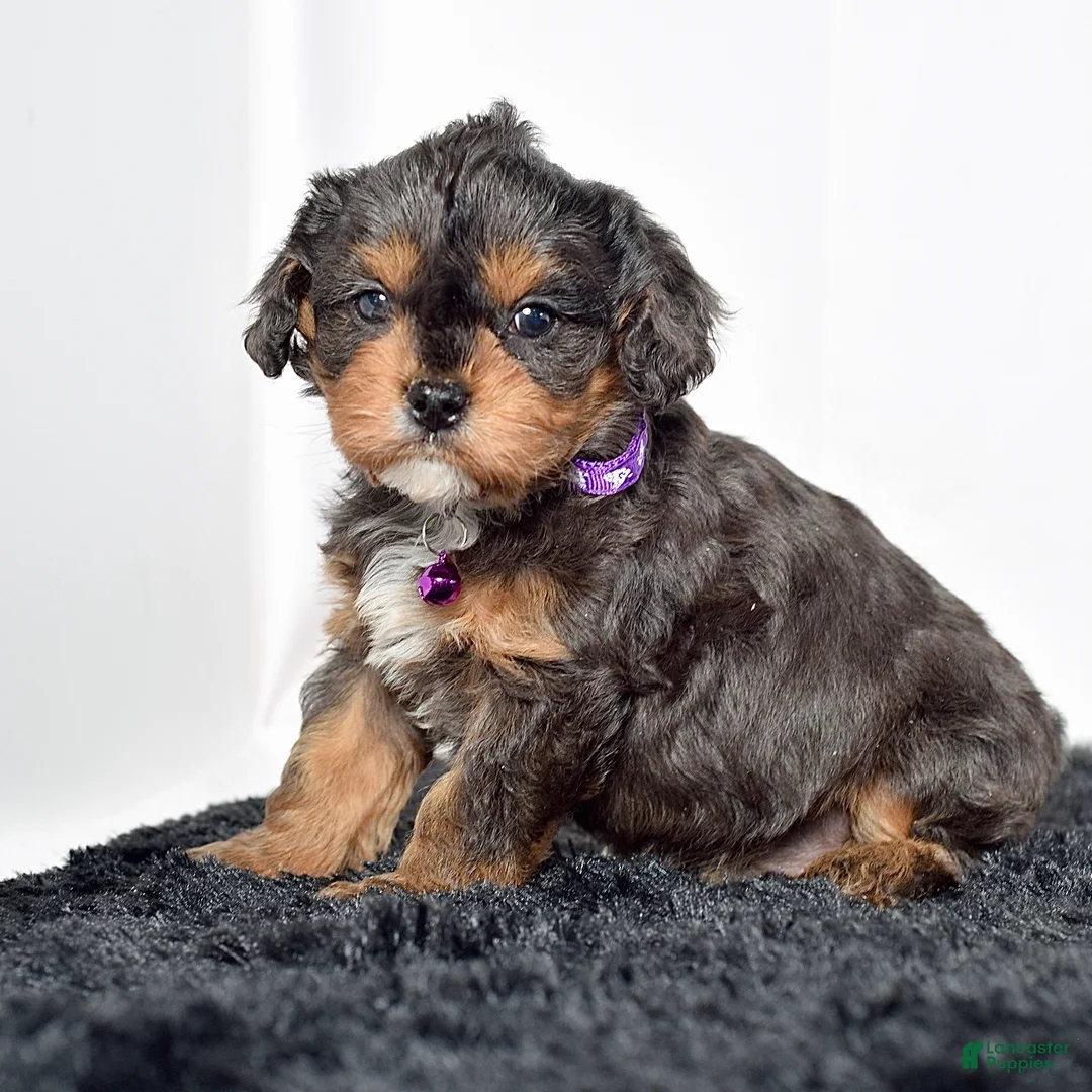 Cavapoo dogs for sale: Mr. Dasher - Ad 1