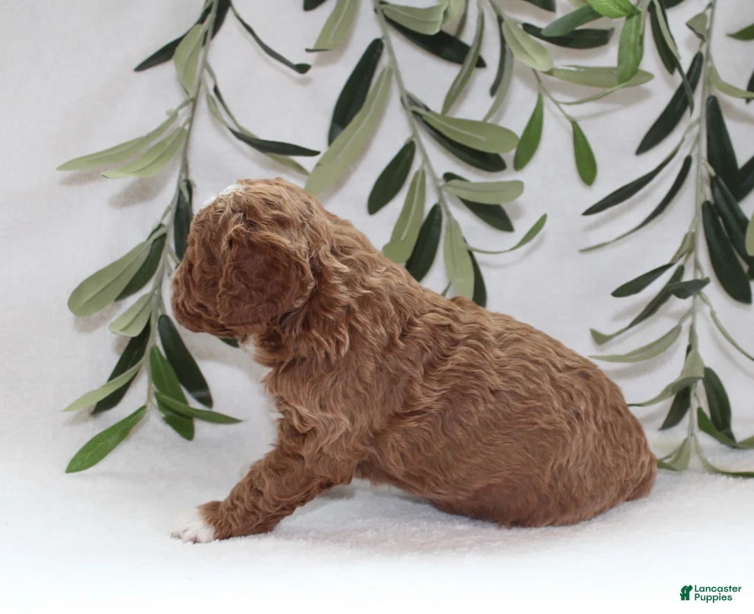 Cavapoo dogs for sale: Amber - Ad 5