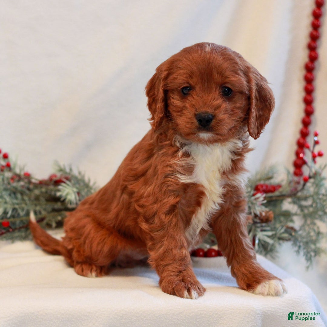 Cavapoo dogs for sale: Brady  - Ad 3