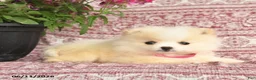 Pomeranian dogs for sale: Monica - Ad 3
