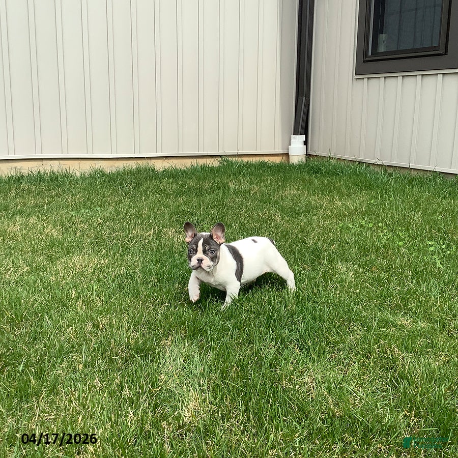 French Bulldog dogs Duke - Ad 1