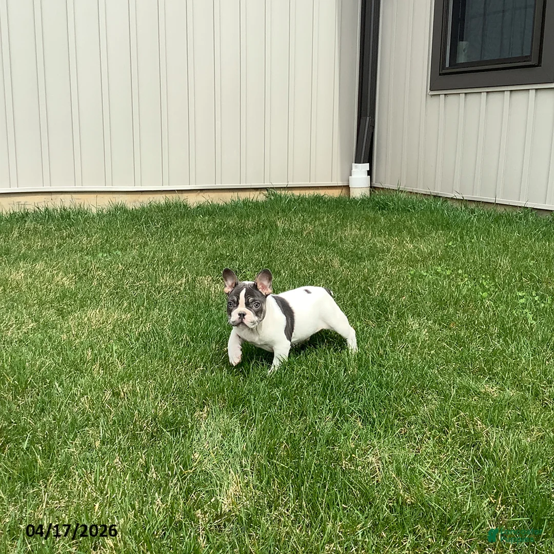 French Bulldog dogs for sale: Duke - Ad 1