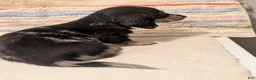 Miniature Dachshund dogs for sale: Felix - Ad 7