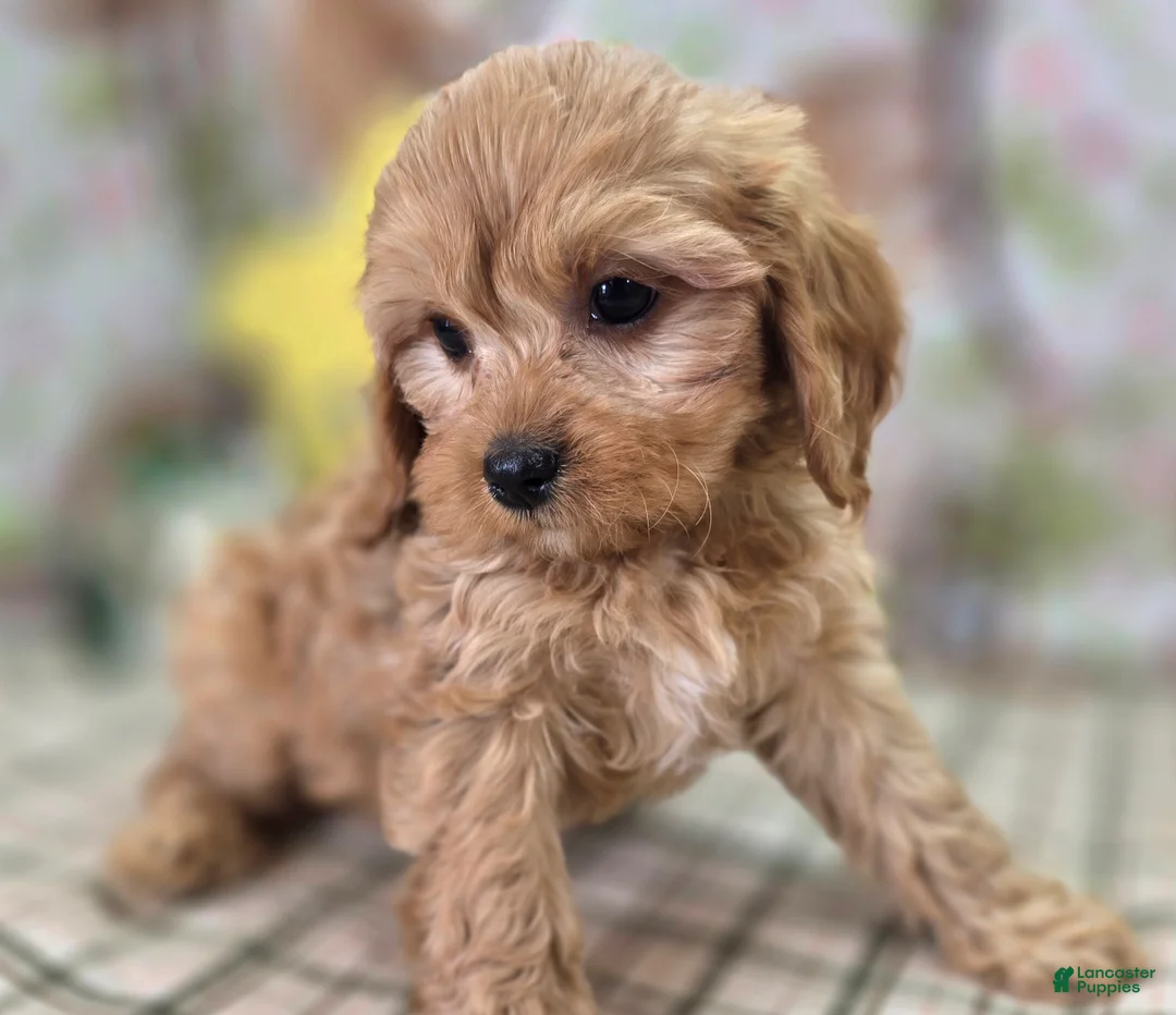 Cavapoo dogs for sale: Slate - Ad 2