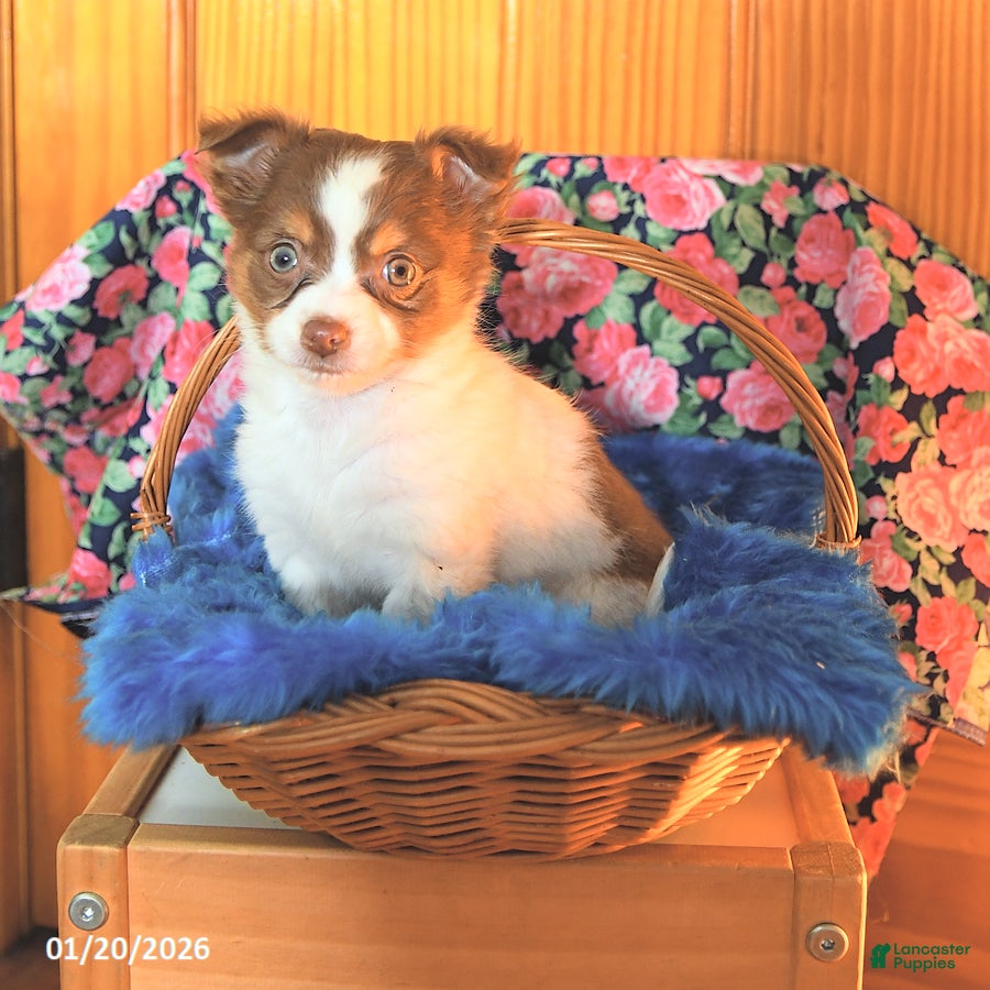 Chihuahua dogs Tinker - Ad 2