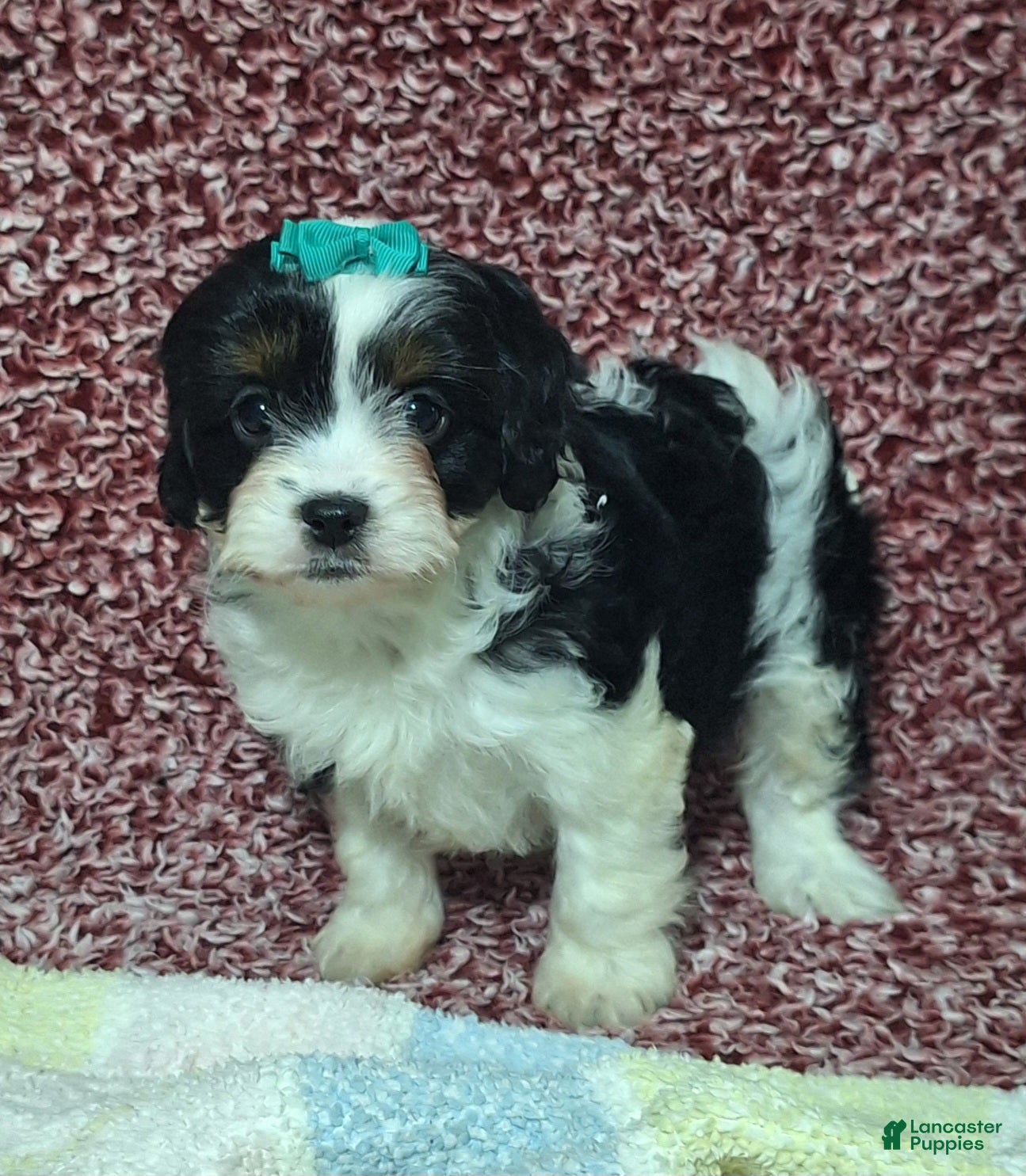 Cavapoo dogs Clara - Ad 4