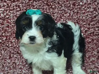 Cavapoo dogs Clara - Ad 4