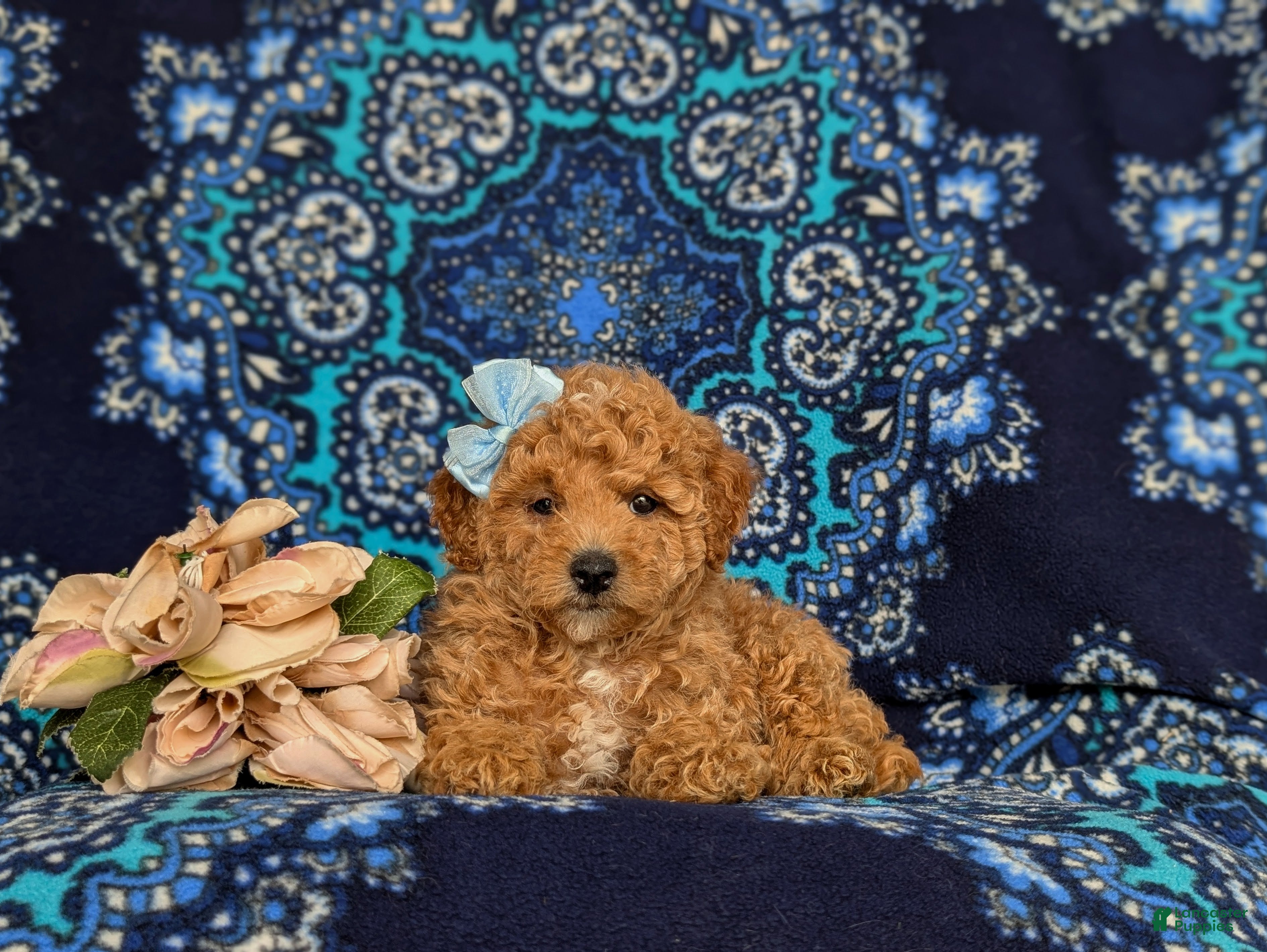 Miniature Poodle dogs for sale: Pixey - Ad 5