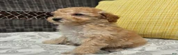 Toy Poodle dogs for sale: Honey  - Ad 4